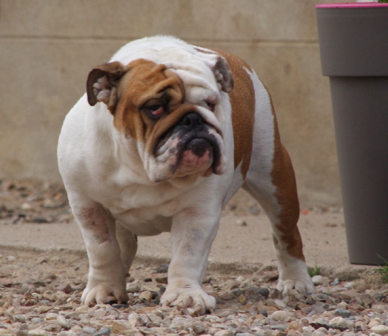 Miss maya colombo bulls