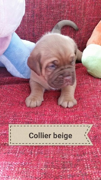 De La Cité Des Tendres Molosses - Dogue de Bordeaux - Portée née le 26/09/2015
