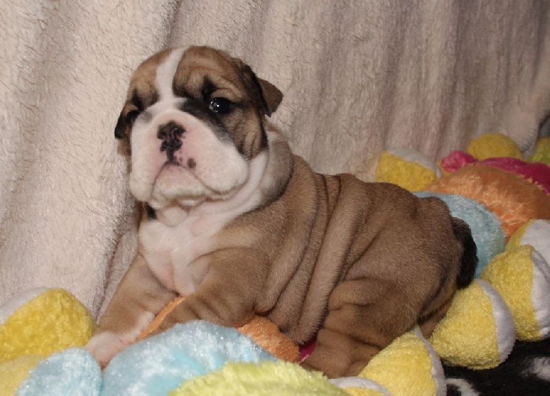De La Cité Des Tendres Molosses - Bulldog Anglais - Portée née le 29/01/2016